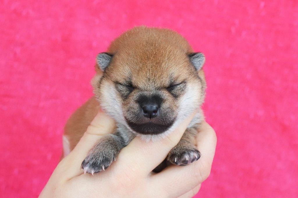 De Matatizo Hakuna - Chiots disponibles - Shiba