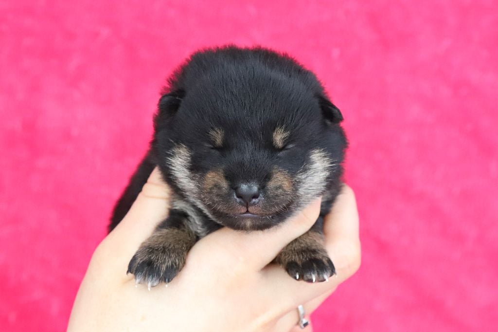 De Matatizo Hakuna - Chiots disponibles - Shiba