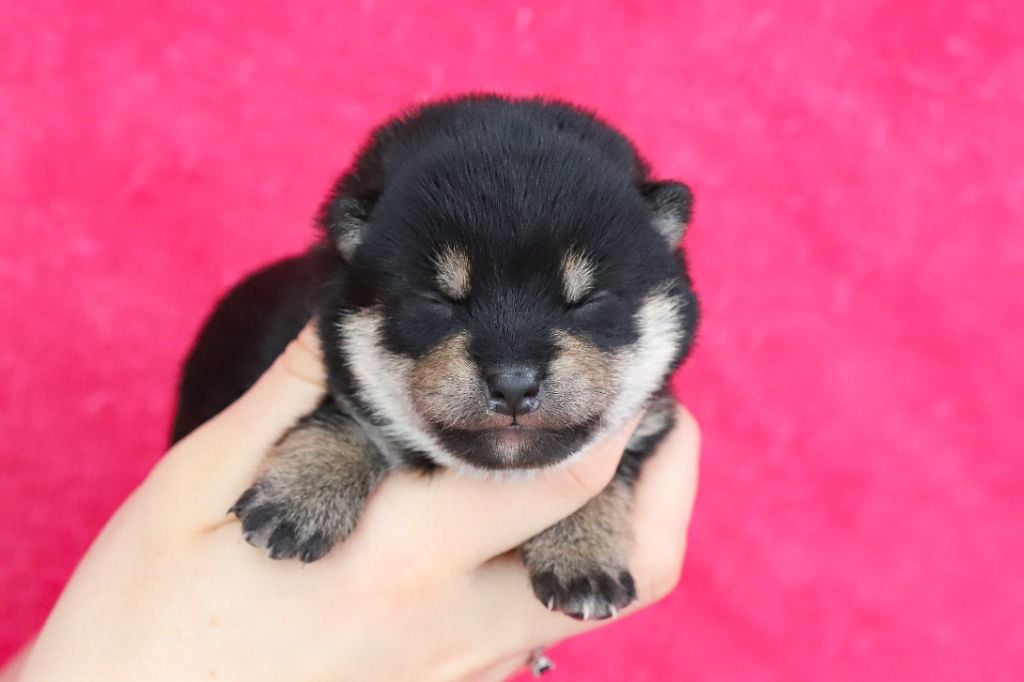 De Matatizo Hakuna - Chiots disponibles - Shiba