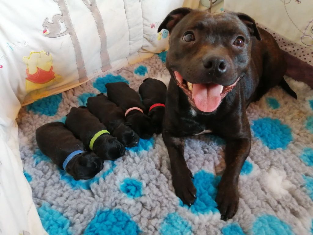 Royaume Du Nanny Dog - Staffordshire Bull Terrier - Portée née le 31/05/2021