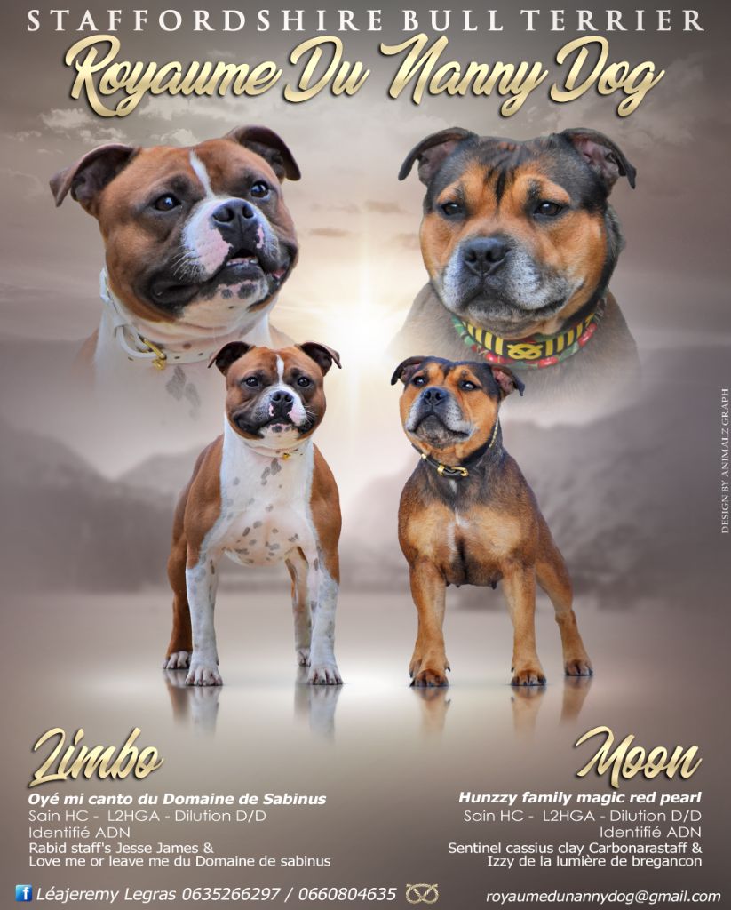 Chiot Staffordshire Bull Terrier Royaume Du Nanny Dog