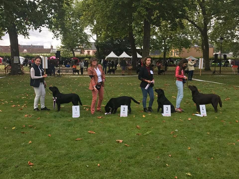 Du Grand Trianon - Nationale d'Elevage Retriever Club de France