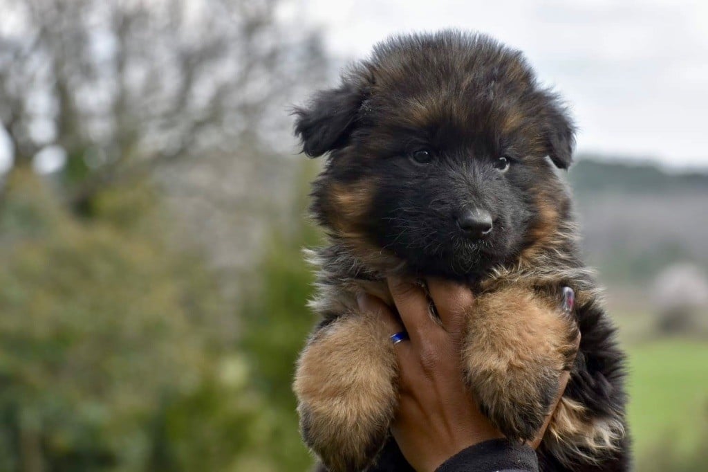 Du Domaine De Brenda - Chiots disponibles - Berger Allemand