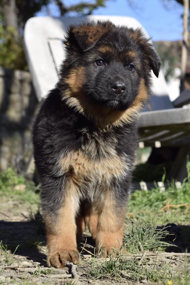 Chiot Berger Allemand Du Domaine De Brenda