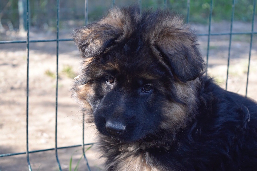 Chiot Berger Allemand Du Domaine De Brenda