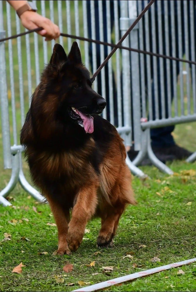 Chiot Berger Allemand Du Domaine De Brenda