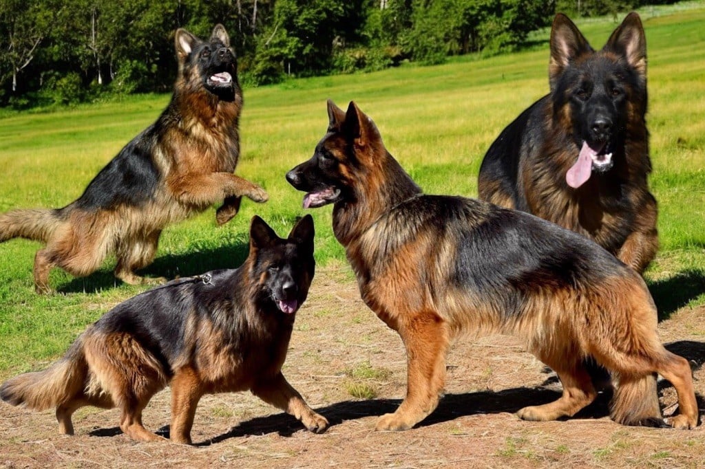 Chiot Berger Allemand Du Domaine De Brenda