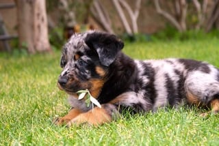 Du Domaine De Valtendre - Miss beauceronne 2017