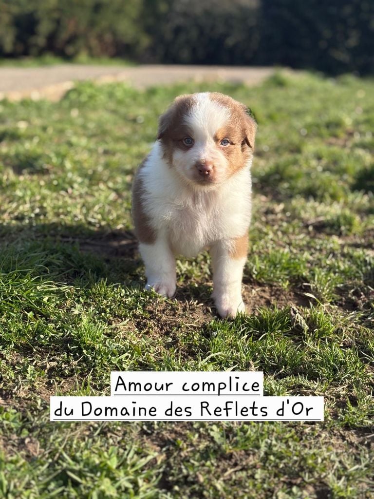 Du Domaine Des Reflets D'or - Chiots disponibles - Berger Australien