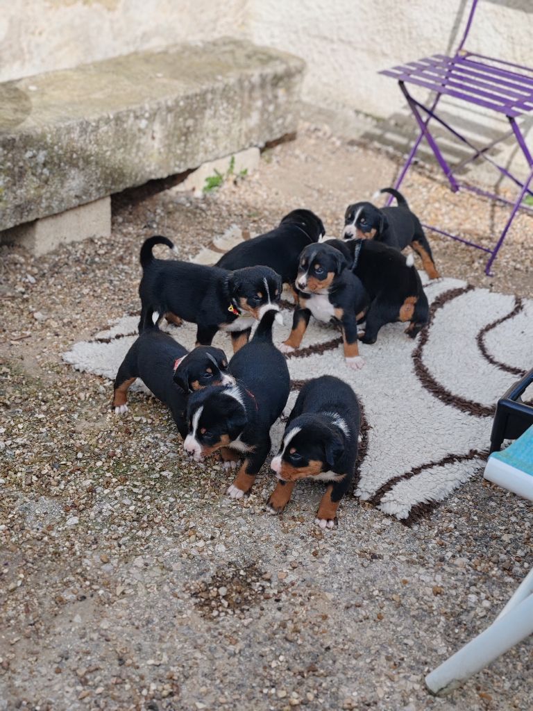 Chiot Bouvier de l'Appenzell (appenzellois) Des Sources De Féanor