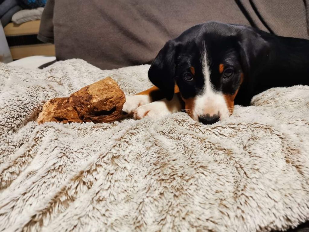 Chiot Bouvier de l'Appenzell (appenzellois) Des Sources De Féanor