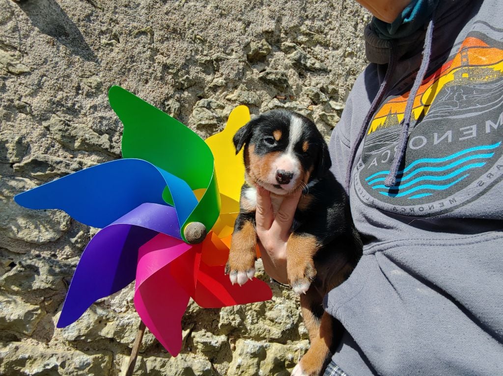 Des Sources De Féanor - Chiots disponibles - Bouvier de l'Appenzell (appenzellois)