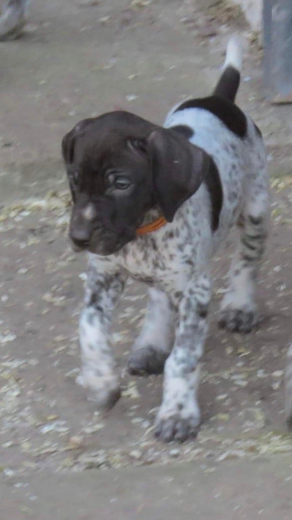 Chiot Braque allemand à poil court Du Clos Saint Emilion