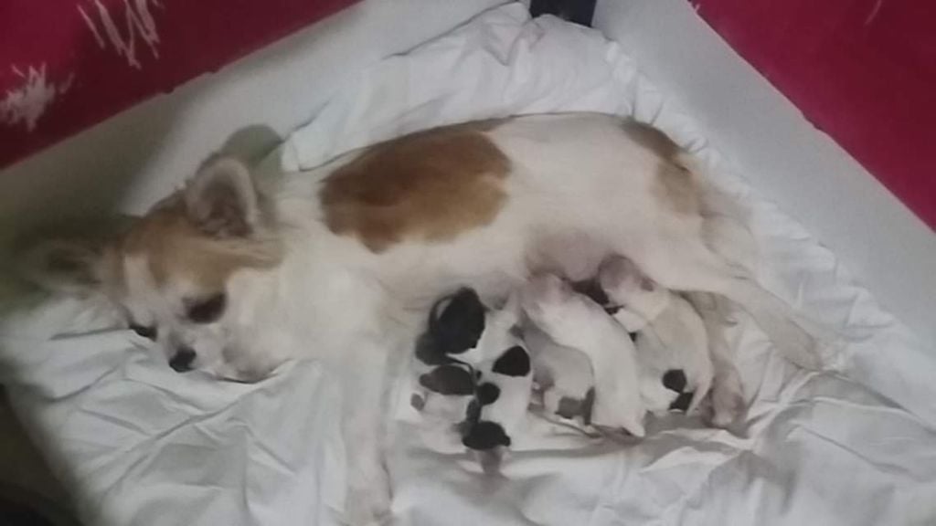 des Molosses du Senonais - Nos bébés chihuahua poils long sont née le 10 novembre 