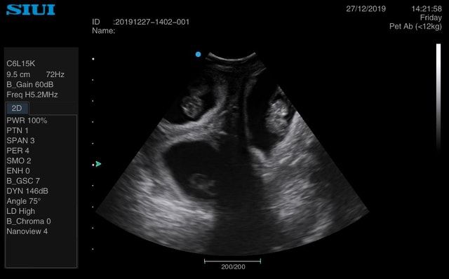 Gestation confirmée