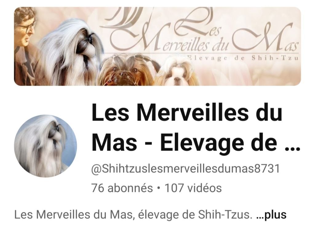 Des Merveilles Du Mas - Visionnez toutes les vidéos  chiots sur Youtube!