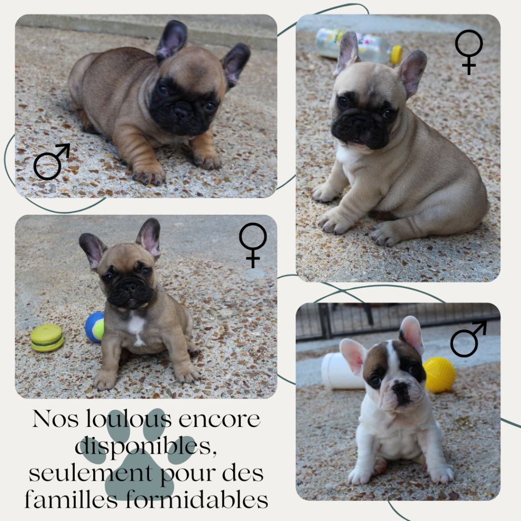 Nos loulous encore disponibles pour des familles formidables