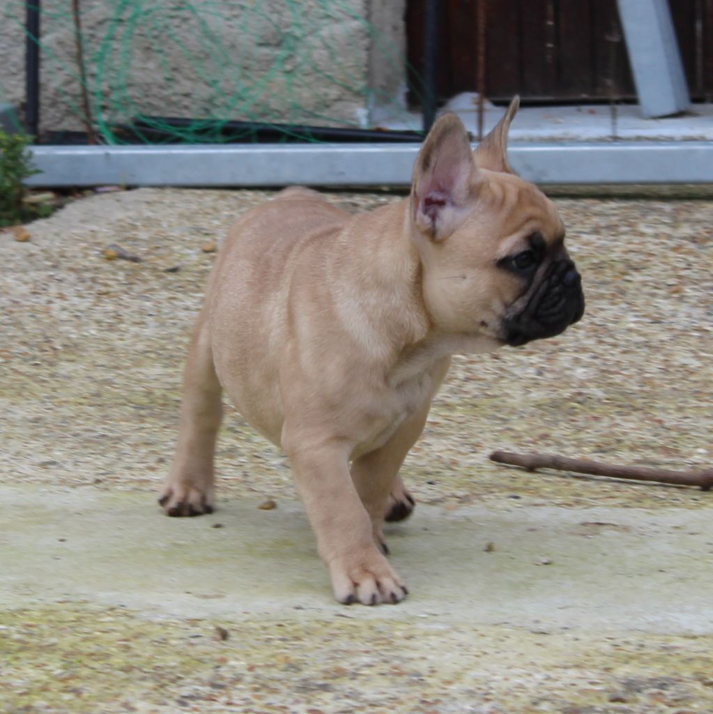 Of The Tawny Pearls - Bouledogue français - Portée née le 22/09/2020