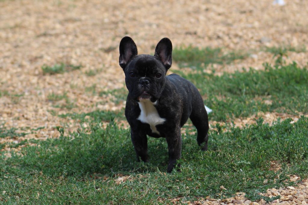 Of The Tawny Pearls - Bouledogue français - Portée née le 18/03/2022