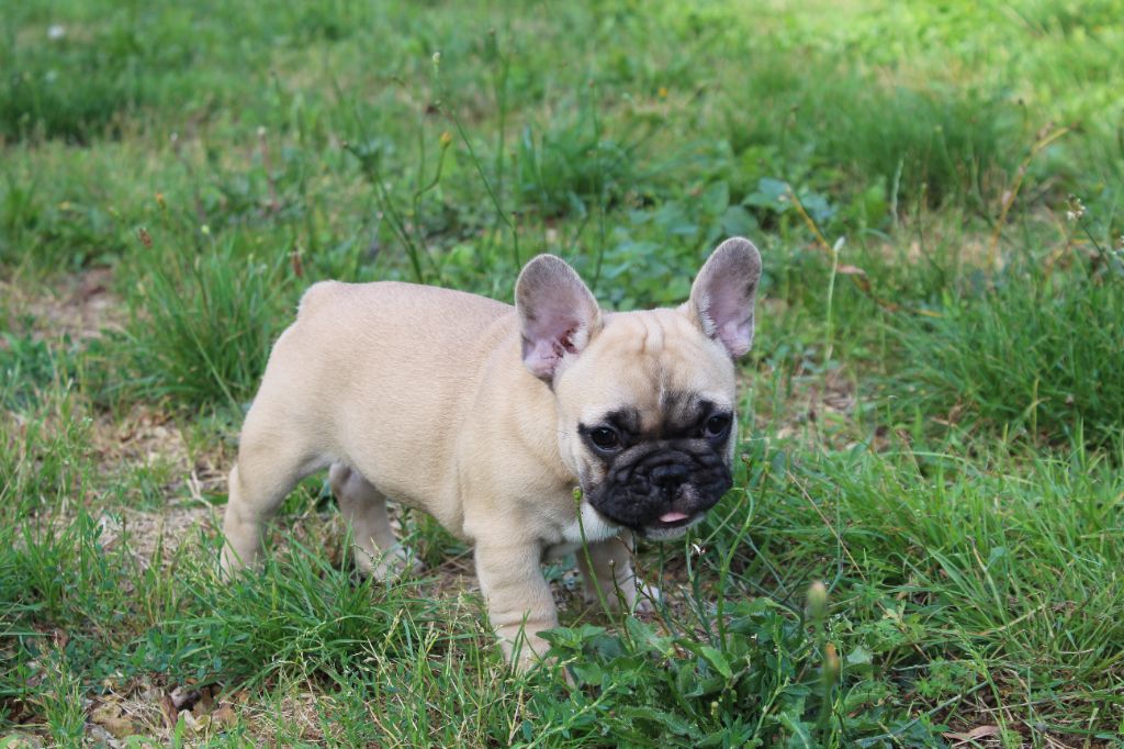 Of The Tawny Pearls - Chiots disponibles - Bouledogue français