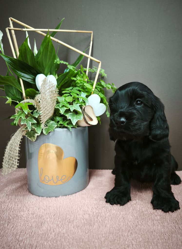 Du Royaume De Lecki - Chiots disponibles - Cocker Spaniel Anglais