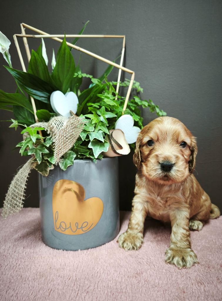 Du Royaume De Lecki - Chiots disponibles - Cocker Spaniel Anglais