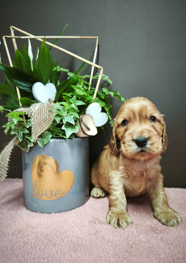 Du Royaume De Lecki - Chiots disponibles - Cocker Spaniel Anglais