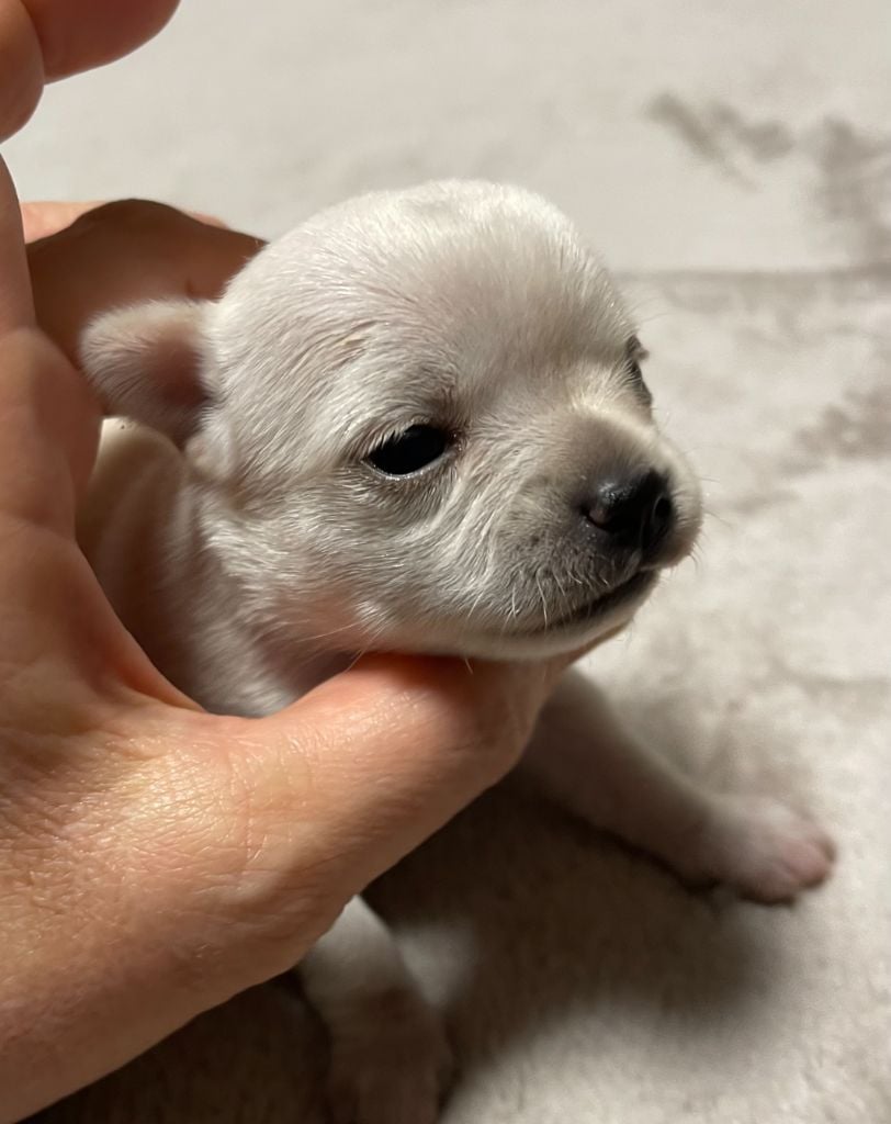 Des Etoiles De Nice - Chiots disponibles - Chihuahua