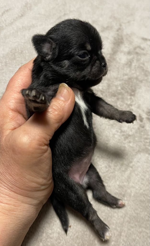 Des Etoiles De Nice - Chiots disponibles - Chihuahua