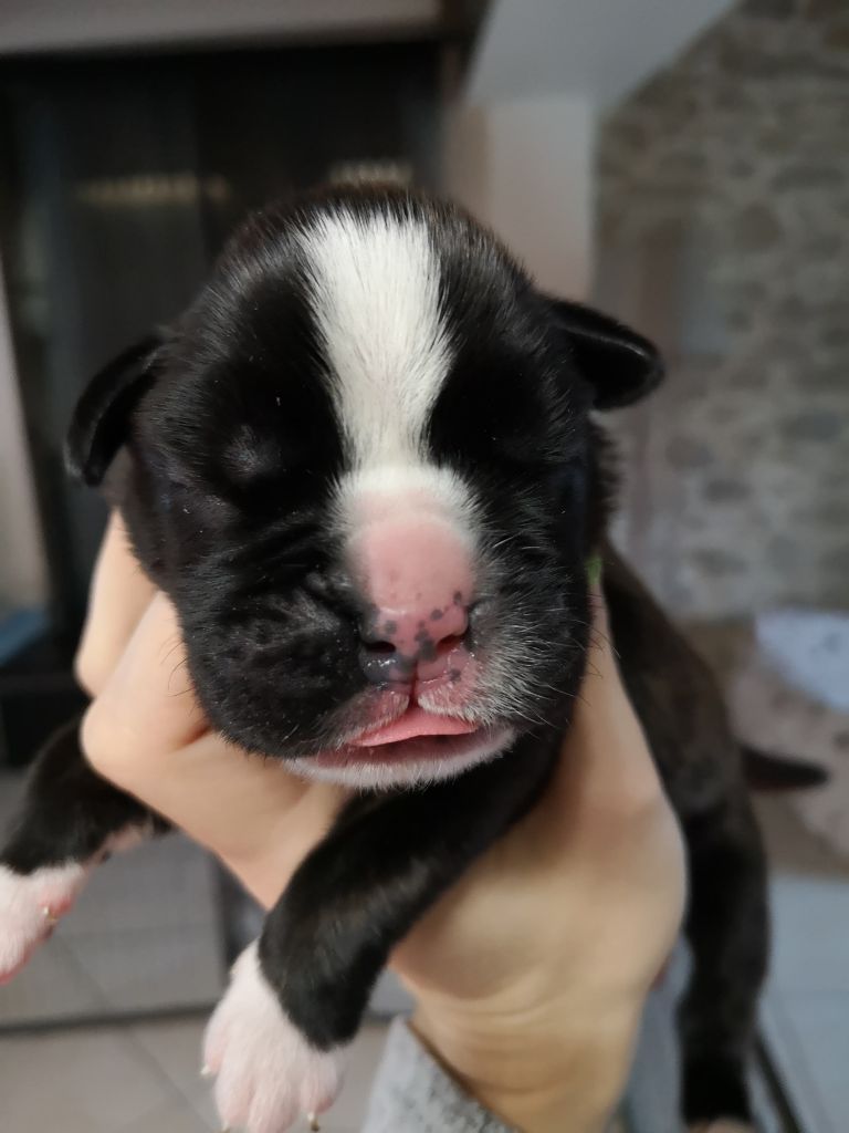 Du Reflet De Lune - Boxer - Portée née le 27/10/2019