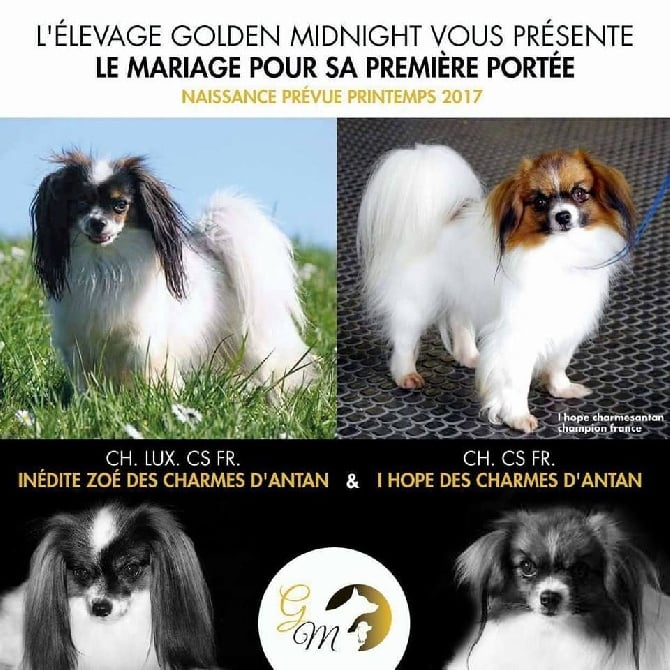 Golden Midnight - Saillie de notre Championne Inédite Zoé