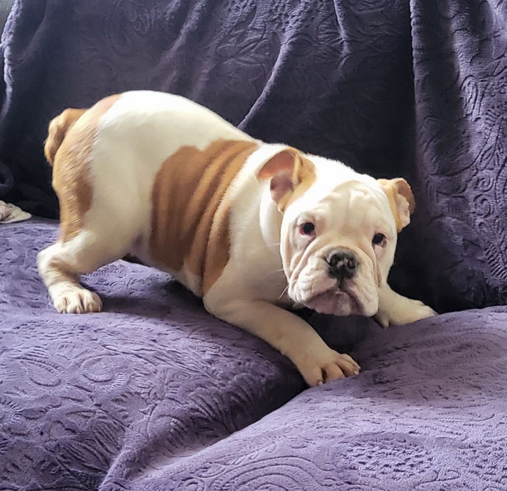 Du Manoir De Treguen - Chiots disponibles - Bulldog Anglais