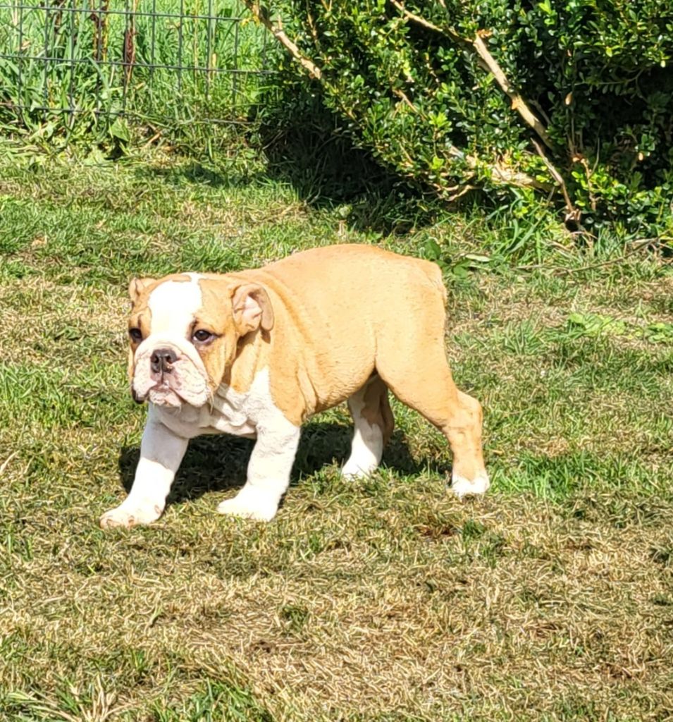 Du Manoir De Treguen - Chiots disponibles - Bulldog Anglais