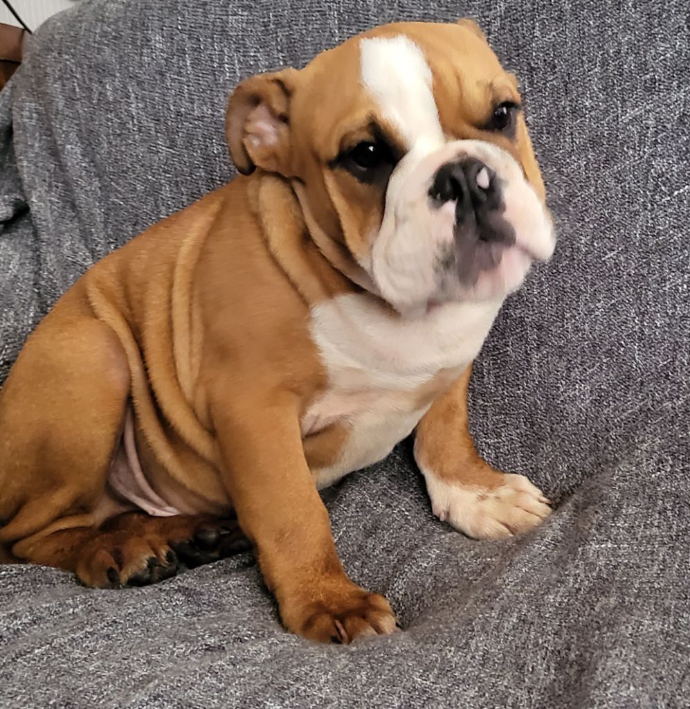 Du Manoir De Treguen - Chiots disponibles - Bulldog Anglais