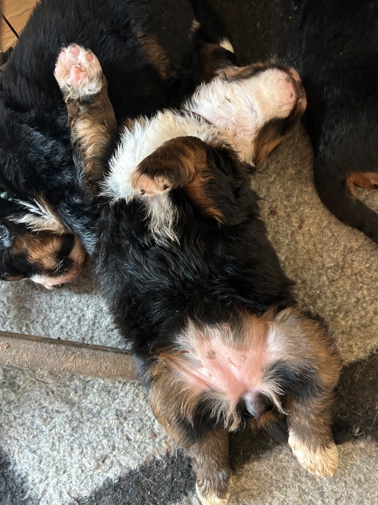 Chiot Bouvier Bernois Des Iles Aux Falaises