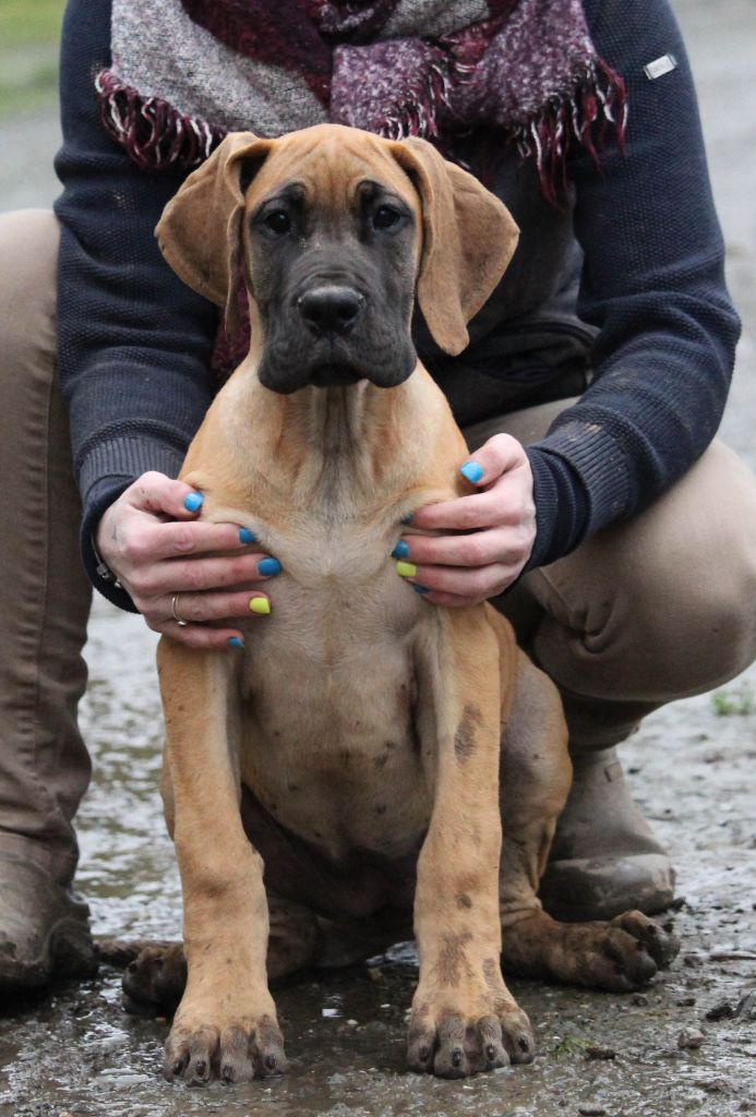 Des Iles Aux Falaises - Dogue allemand - Portée née le 30/10/2021