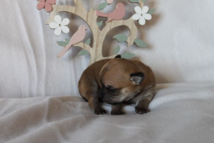 Des Joyaux De La Sambre - Chiots disponibles - Chihuahua