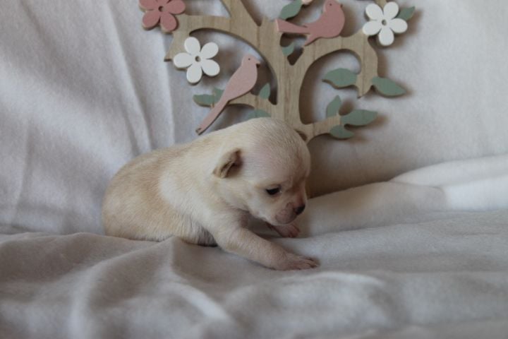 Des Joyaux De La Sambre - Chiots disponibles - Chihuahua