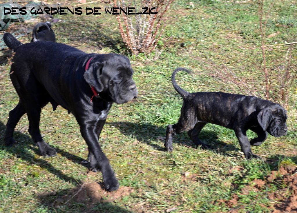 Des Gardiens De Wenelzic - Cane Corso - Portée née le 09/12/2017