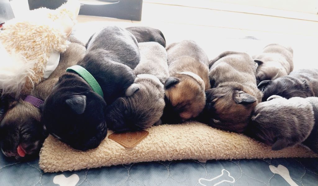 Chiot Cane Corso Des Gardiens De Wenelzic