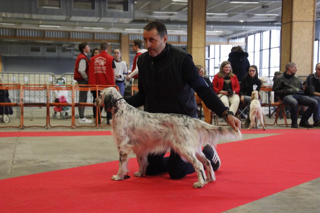 De La Vallée Celtique - Exposition canine de Nantes