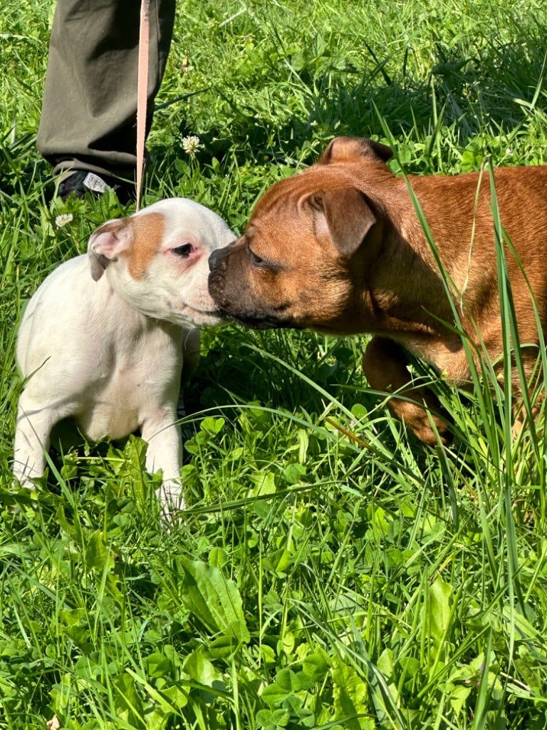 Chiots Staffordshire bull terriër disponnible 