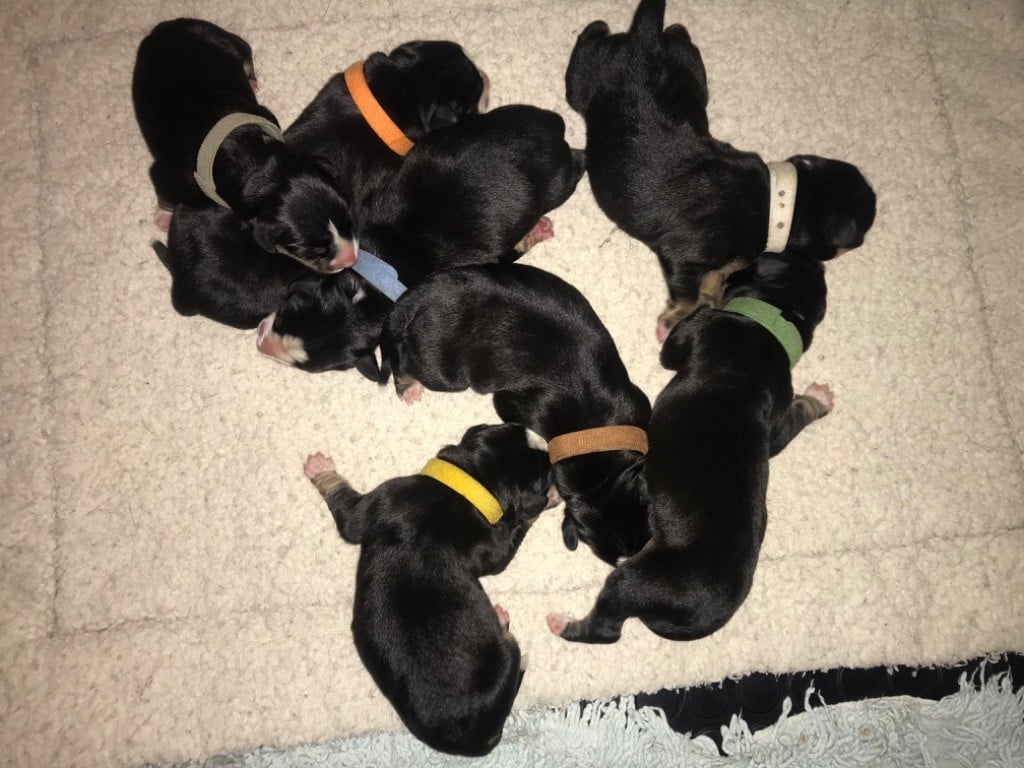 Naissance des chiots