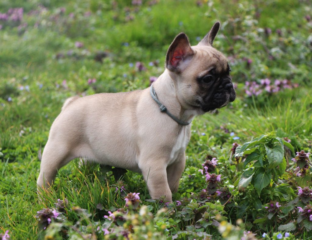 De La Notte Di Cane - Chiots disponibles - Bouledogue français