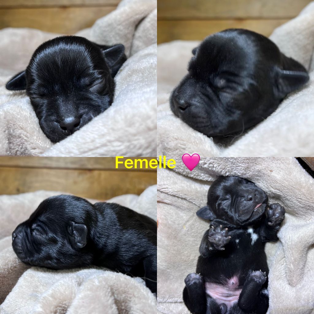 Du Domaine De Montbrieux - Chiots disponibles - Staffordshire Bull Terrier