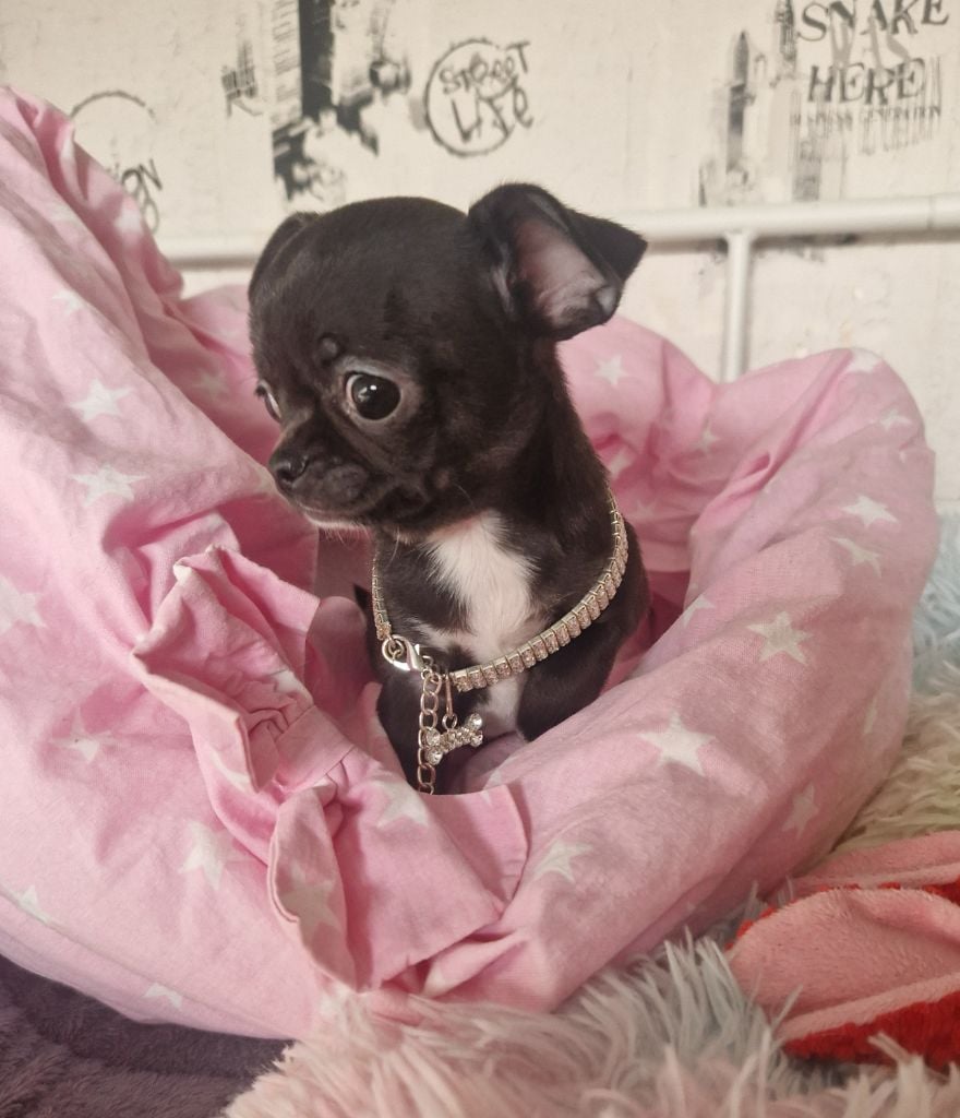 Des Gourmandises De Strass - Chiots disponibles - Chihuahua