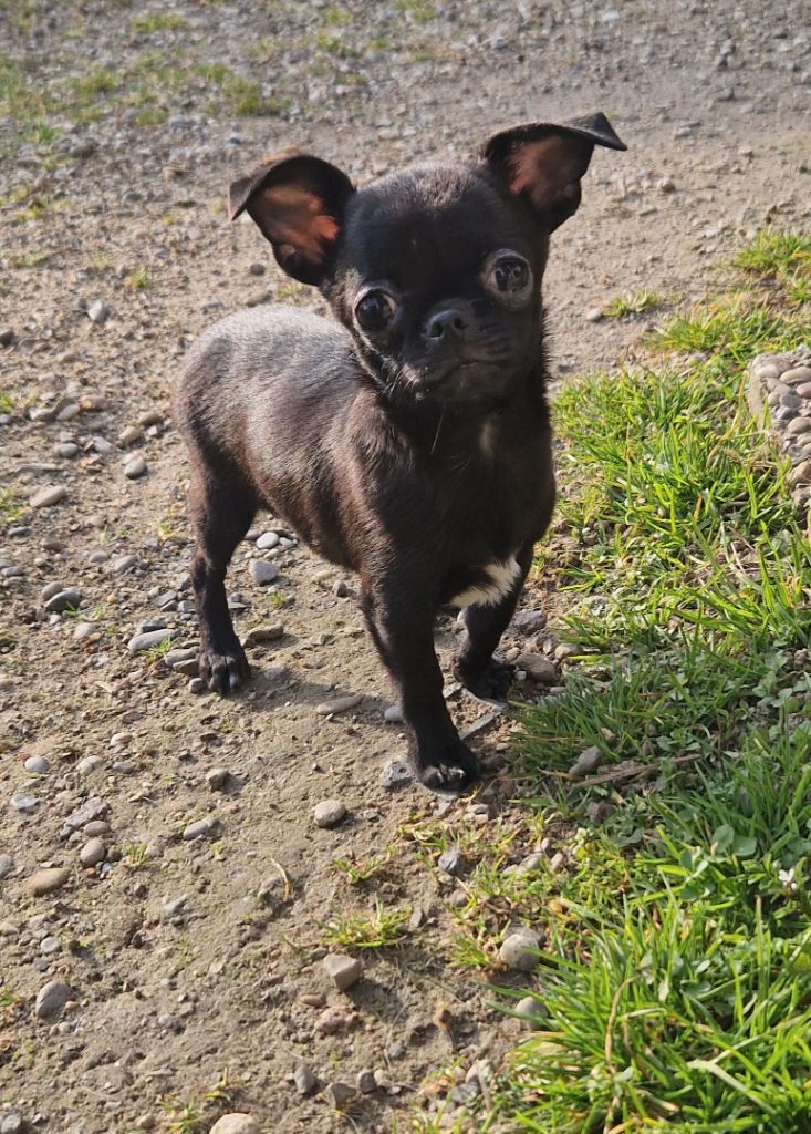 Des Gourmandises De Strass - Chiots disponibles - Chihuahua