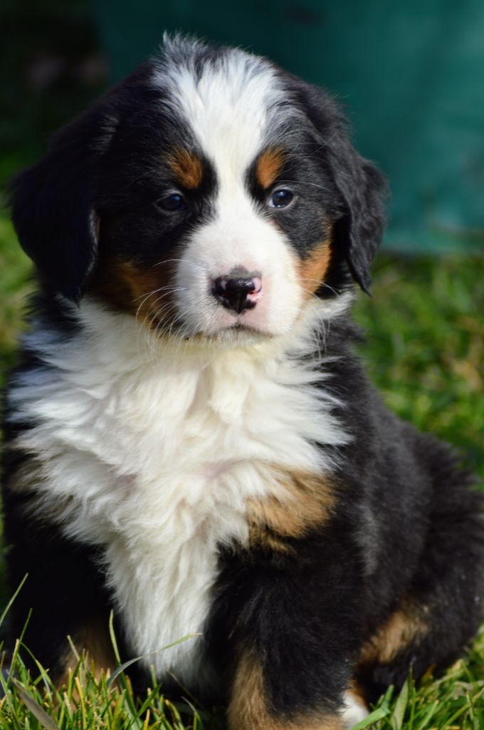 Des Rois De Zaly - Chiots disponibles - Bouvier Bernois