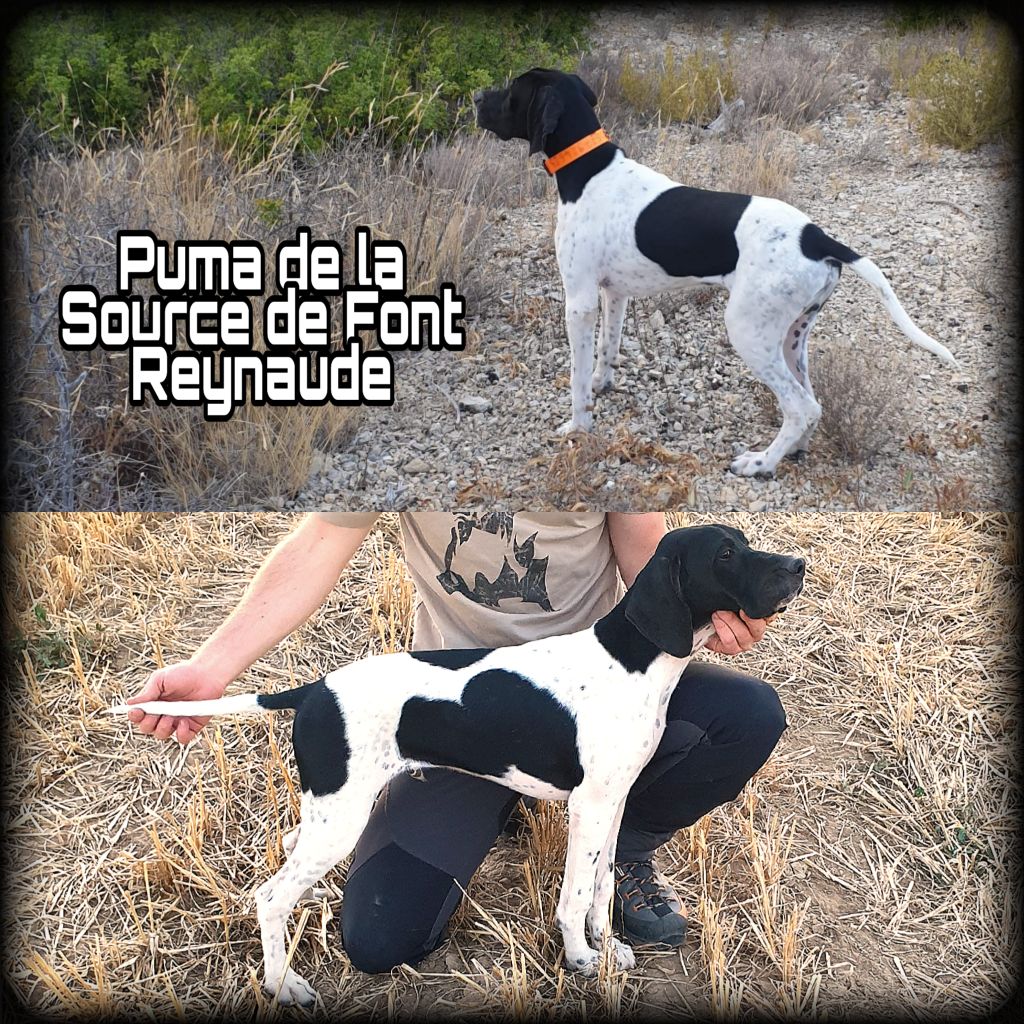 De La Source De Font Reynaude - Des nouvelles du petit "Puma"...