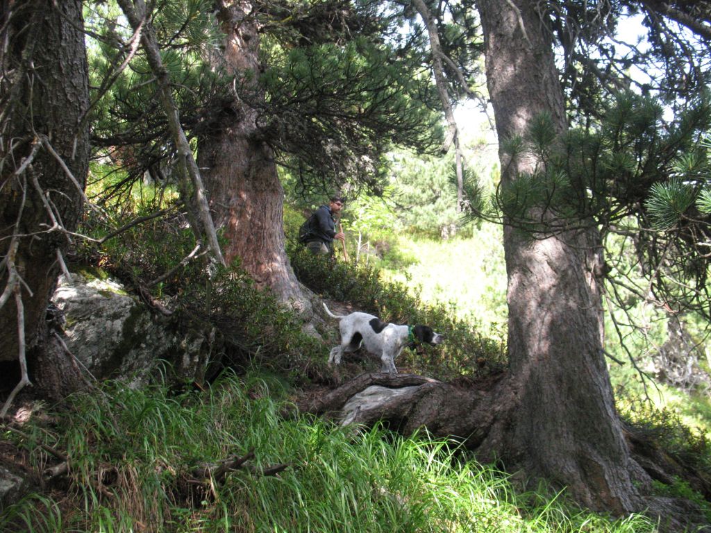 De La Source De Font Reynaude - Les comptages tétras lyre 2019 dans les Hautes Alpes...